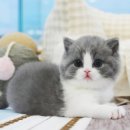 강남고양이분양 스타돌스 이미지