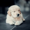 24시 수 동물메디컬센터 이미지