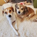 멕시카나치킨 아영점 | 빠르게 지나간 일주일의 일기