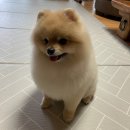 반하다펫