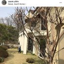 신소미 카카오 검색결과
