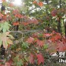 형제농장B 이미지