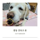 광동유통 | 강아지종합영양제 추천 광동 견옥고 본 급여 후기