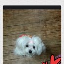 새롬애견 이미지