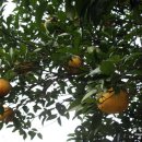 감귤박물관 위 이미지