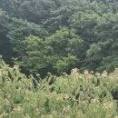 대한민국토속문화굿보존회