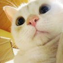 고양이발 이미지