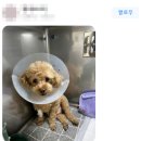 동백동물병원 이미지