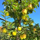 삼정농원 이미지