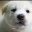 백구