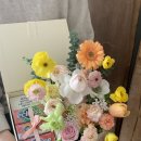 버터플라이 포메 이미지