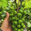 태희농장 이미지