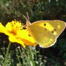 노랑나비 이미지