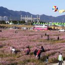 강진 남포리 강진만 생태공원 국화축제 갈대축제 이미지