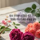 로사블룸