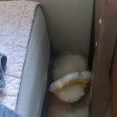 아람동물의료센터 이미지