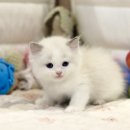 집사의 하루 대구점 이미지