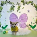 몽몽정원 이미지