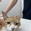 장승준동물치과병원 이미지