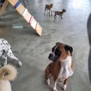 댕토피아 이미지