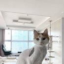 장화신은 고양이 & 강아지 미용 이미지