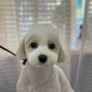 COZY 멍 이미지