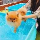 멍프탑 이미지