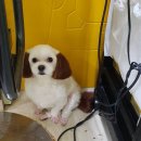 멍이랑몽이 미용 이미지