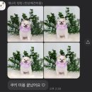 개나리 멍멍 이미지