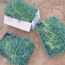 연 농장 이미지