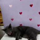 이츠펫 살롱 이미지