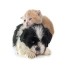 25시동물의료센터 이미지