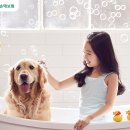 펫택시 타시개 티스토리