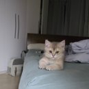펫홈반려동물용품동암점 | 4개월 된 고양이 입양하고 달라진 일상, 반려동물과 함께하면 좋은 이유 7가지