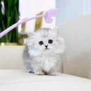 고양이를 사랑하는 남자 이미지