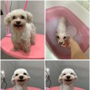 토브 펫 살롱 이미지