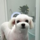 그 남자의 grooming # 공간 이미지