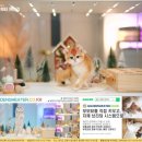 골든스웨터 캐터리 이미지