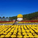 (가을꽃 여행) 안면도가을꽃 축제 있어유... 이미지