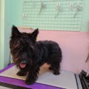 뽀숑뽀숑 이미지