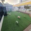 동이애견 이미지