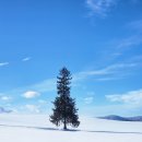 한국동물번식센타 | 일본 삿포로 비에이 프리미엄 투어 홋카이도랩 내돈내산 솔직 후기 &amp; 꿀팁 1편!