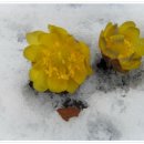 봄마중(2월에는) 이미지