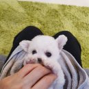 라네쥬 독(Laneige.dog) 이미지