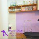 미용하는 강아지 살롱 이미지