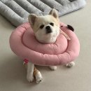 [광주 기운내동물병원]강아지 슬개골탈구 양쪽다리 수술 후기