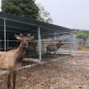 일구사슴농장 이미지