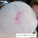 페페오락실 이미지