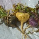 마카오래 이미지