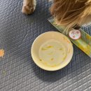 해피퍼피스데이 이미지